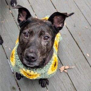 Sunflower Crochet Dog Sweater